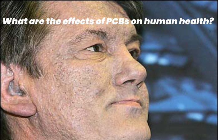 What are the effects of PCBs on human health?