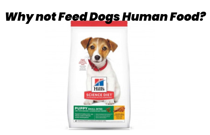 Why not Feed Dogs Human Food?