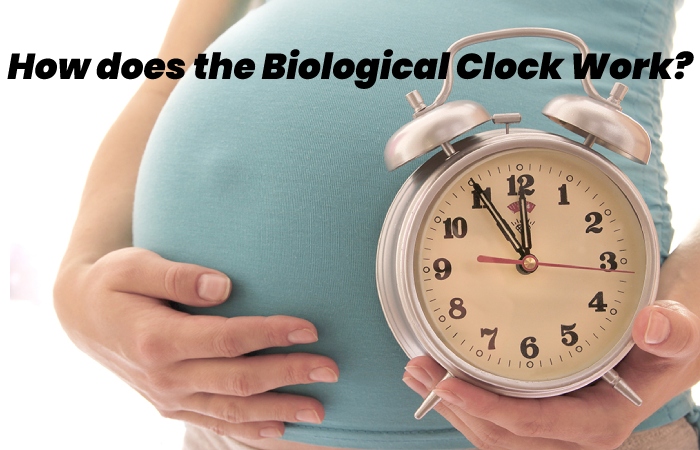 How does the Biological Clock Work?