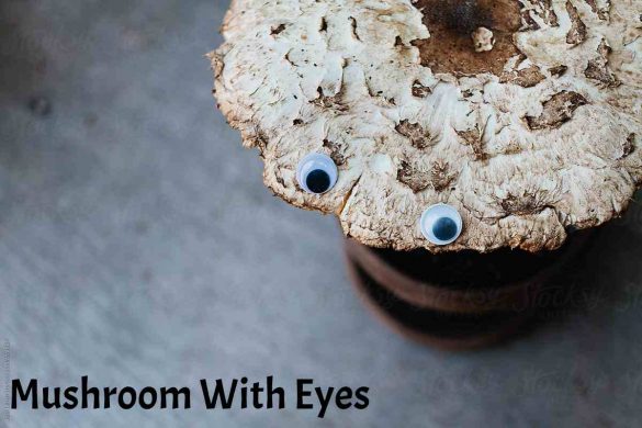 Mushroom With Eyes